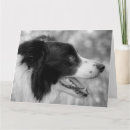 Search for collie birthday cards Pets