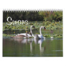 Search for swan calendars Nature