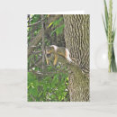 Search for tree squirrel cards Photography