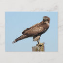 Search for tailed postcards Buteo