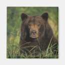Search for brown bear magnets Wildlife