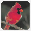 Search for tree branch stickers Bird