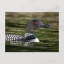 Search for common loons postcards Bird