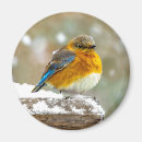 Search for bluebird magnets Snow