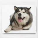 Search for alaskan malamute electronics Puppies