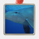 Search for cozumel christmas tree decorations Environment