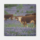 Search for bluebonnet magnets Field