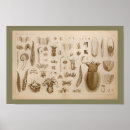 Search for vintage sea life posters Ocean