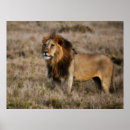 Search for african safari posters Male