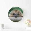 Search for hedgehog clocks Young animal