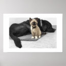 Search for blue eyed cat posters Pets