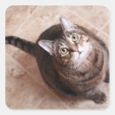 Search for looking up stickers Cats