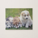 Search for working breed Dog