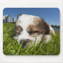 Search for vancouver mousepads Nature