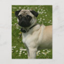 Search for dog and flowers postcards Canine photographer