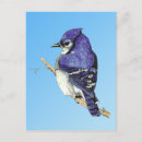 Search for bluejays postcards Bird
