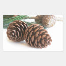 Search for pine needle stickers Cone
