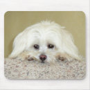 Search for sweet dog mousepads Puppy