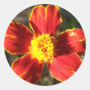 Search for marigold flower stickers Photography