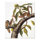 Search for gray squirrel posters Mammal