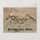 Search for lionesses postcards Feline