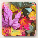 Search for maple coasters Leaf