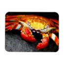 Search for galapagos magnets Animals