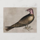 Search for turkey postcards Vintage