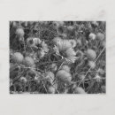 Search for black and white flowers postcards Nature