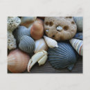 Search for crabs postcards Shells