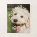 Search for goldendoodle puzzles Cute