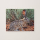 Search for jackrabbit Bunny