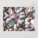 Search for pink seashells postcards Nautical
