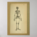 Search for vintage medical skeleton posters Anatomical