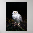 Search for snowy owl posters Winter