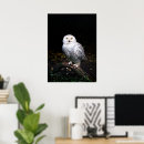Search for snowy owls posters Animal