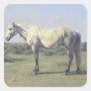 Search for grey horse stickers Stallion