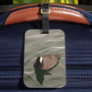 Search for coot Nature