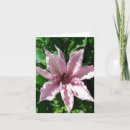 Search for clematis Pink