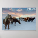 Search for iceland posters Ponies