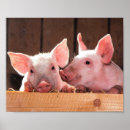 Search for piglets posters Pink