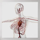 Search for human heart posters Digitally generated image