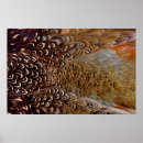 Search for pheasant posters Ring necked pheasant