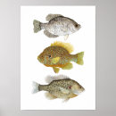 Search for crappie posters Bass