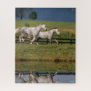 Search for percherons Dapple grey