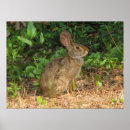 Search for cottontail posters Nature