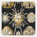 Search for sea urchin stickers Beach