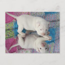 Search for shelters postcards Puppies
