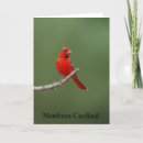 Search for cardinal bird cards Red birds