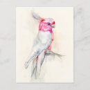 Search for watercolor bird postcards Cockatoo